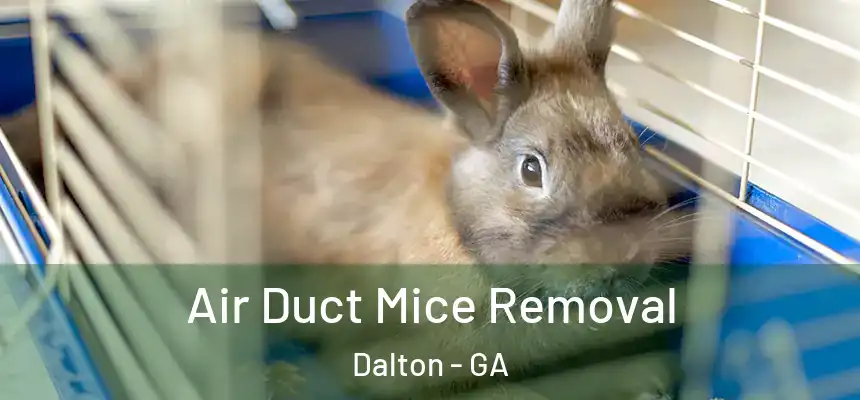 Air Duct Mice Removal Dalton - GA